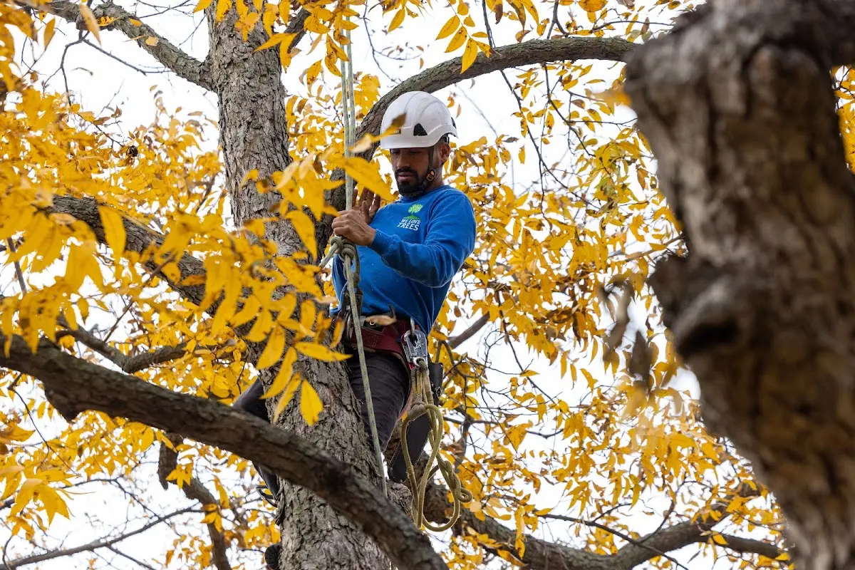 Skilled Tree Planing crew working in Benzonia